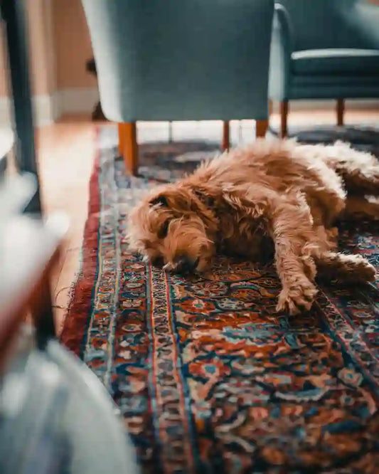 How Can a Damaged Luxury Rug be Repaired? (Online Guide)